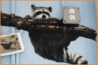 Racoon