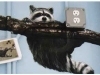 mural-raccoon