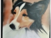 pet-portrait-collie-head