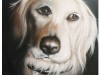 pet-portraits-one-golden-dog