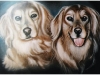 Pet Portraits